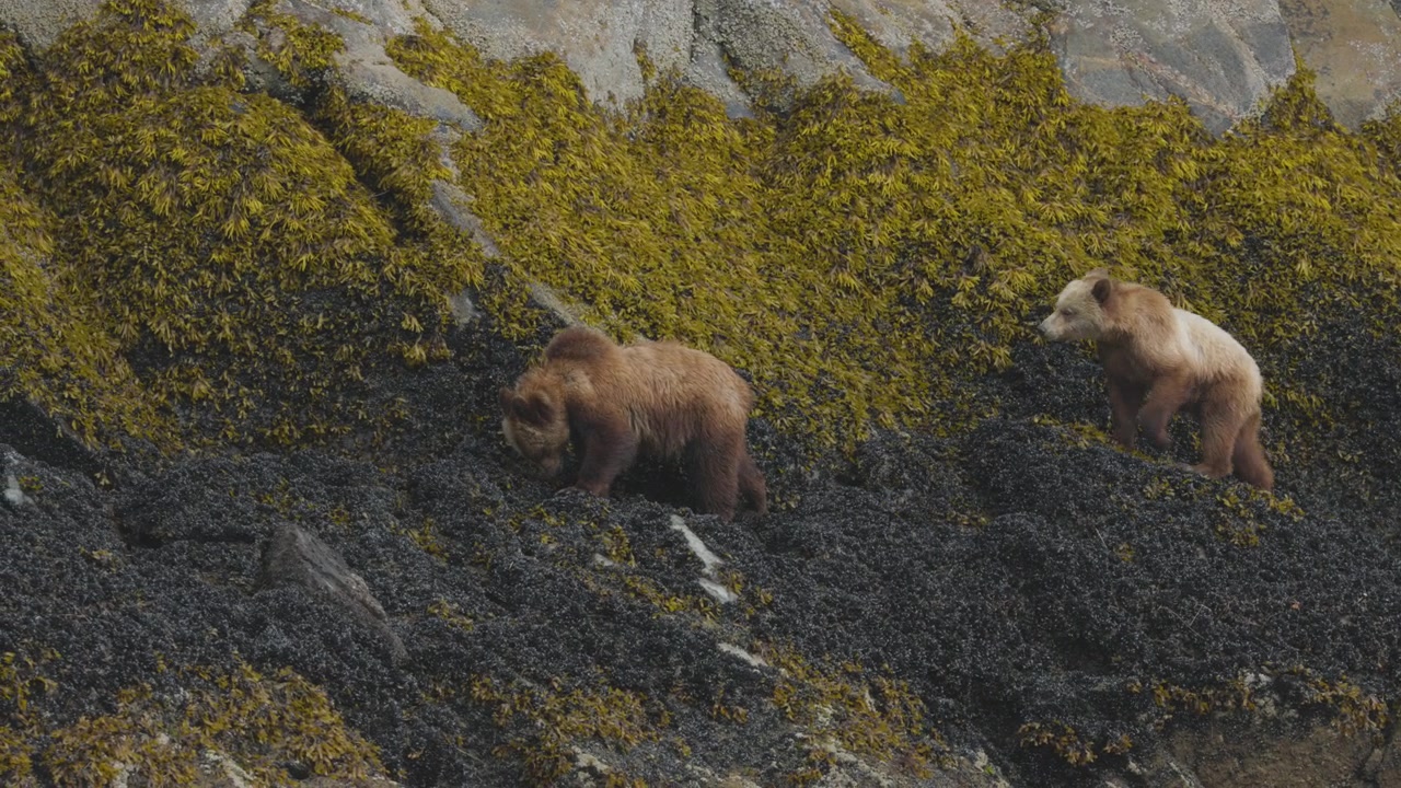 Filmisk bild av två vilda brunbjörnar som letar efter mat bland tång och stenar på en karg kustlinje. Utmärkt för naturdokumentärer och innehåll om naturvård.