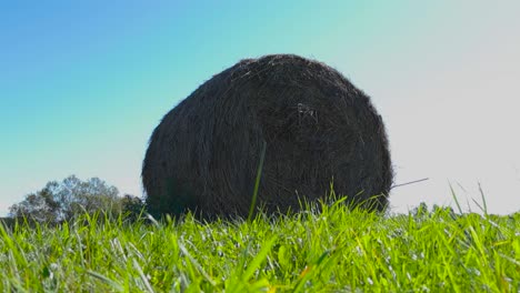 hay bale in a field