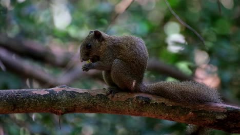 seen in the middle eating a yellow fruit while facing to the left, grey-bellied squirrel callosciurus caniceps, kaeng krachan national park, thailand