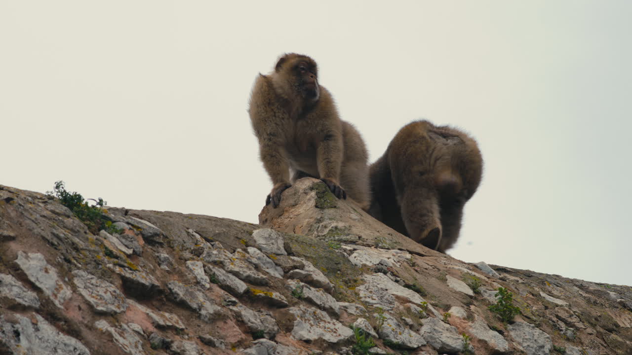 Due macachi di Barberia in piedi su una cresta rocciosa sulla Rocca di Gibilterra, fotografati contro un cielo limpido con luce naturale e texture scabra.