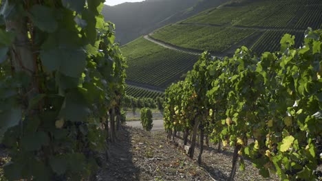 beautiful scenery of lush grapevines on the slope of ahr valley in germany - wide shot