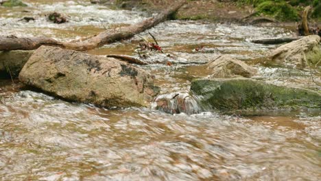 wild mountain river close up abundant clear stream