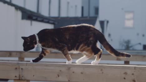 Cat-strolling-on-a-fence