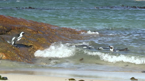 familia de pingüinos africanos nadando en las olas en aguas poco profundas del océano en la playa en sudáfrica