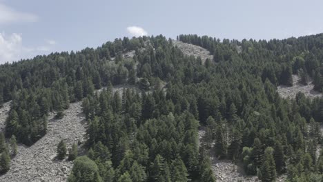 bosque serbio, en europa del este, pinos con piedras grandes