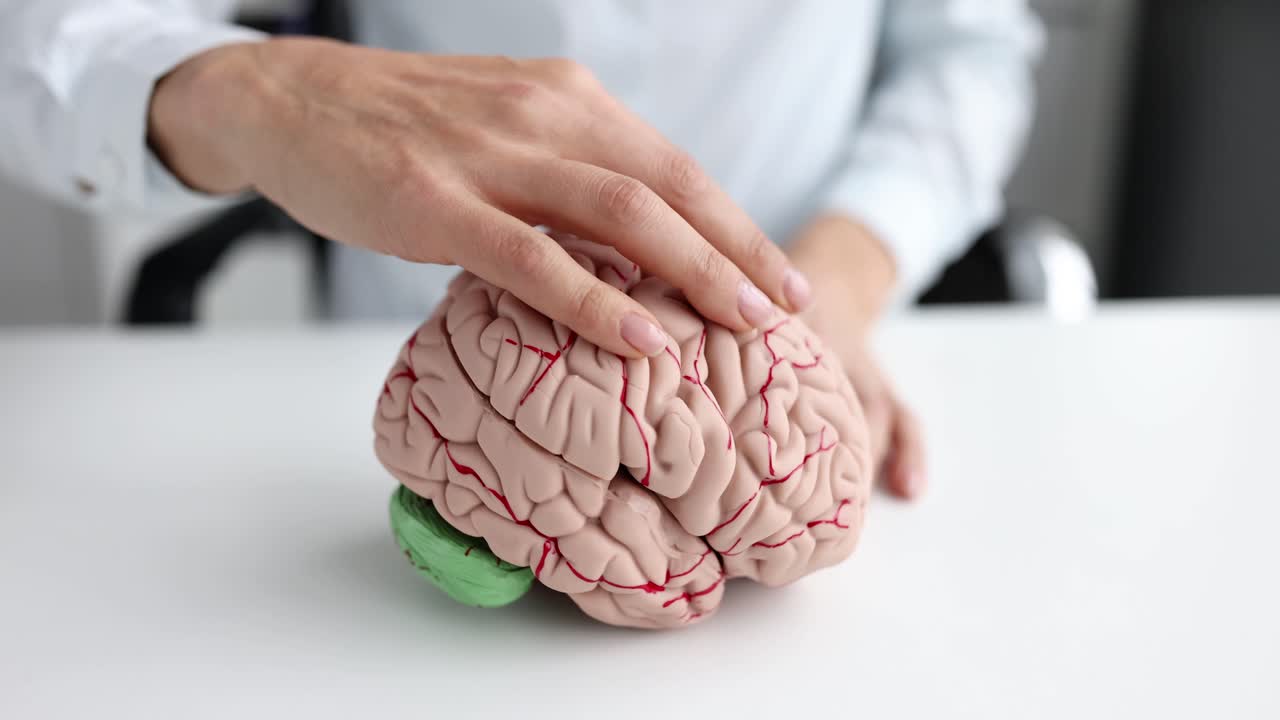 Brain model on a table with a hand touching it