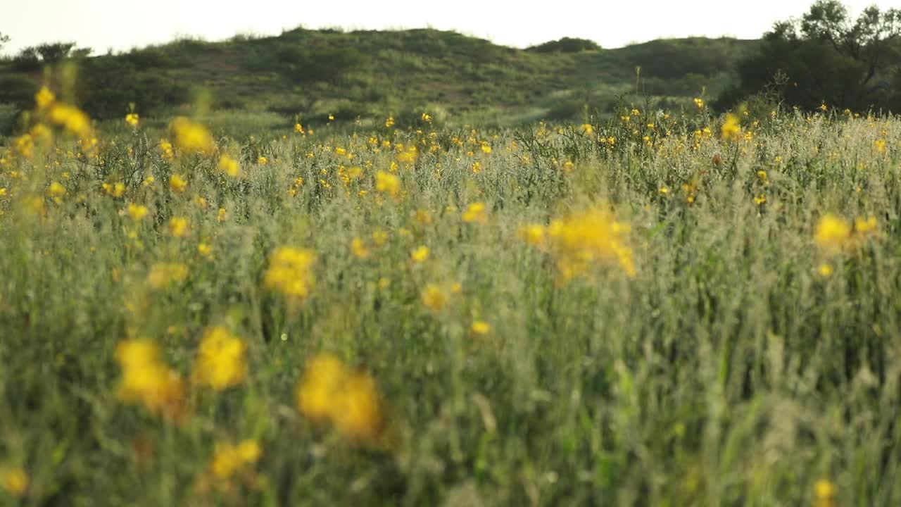 enfoque en rack de un campo de bigotes de ratón amarillos de adelante hacia atrás, parque transfronterizo kgalagadi