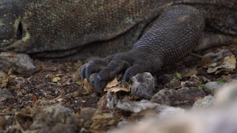 Komodo-Drachenfuß-Mit-Krallen-Beim-Ausruhen-Auf-Wildnis-In-Bali,-Indonesien