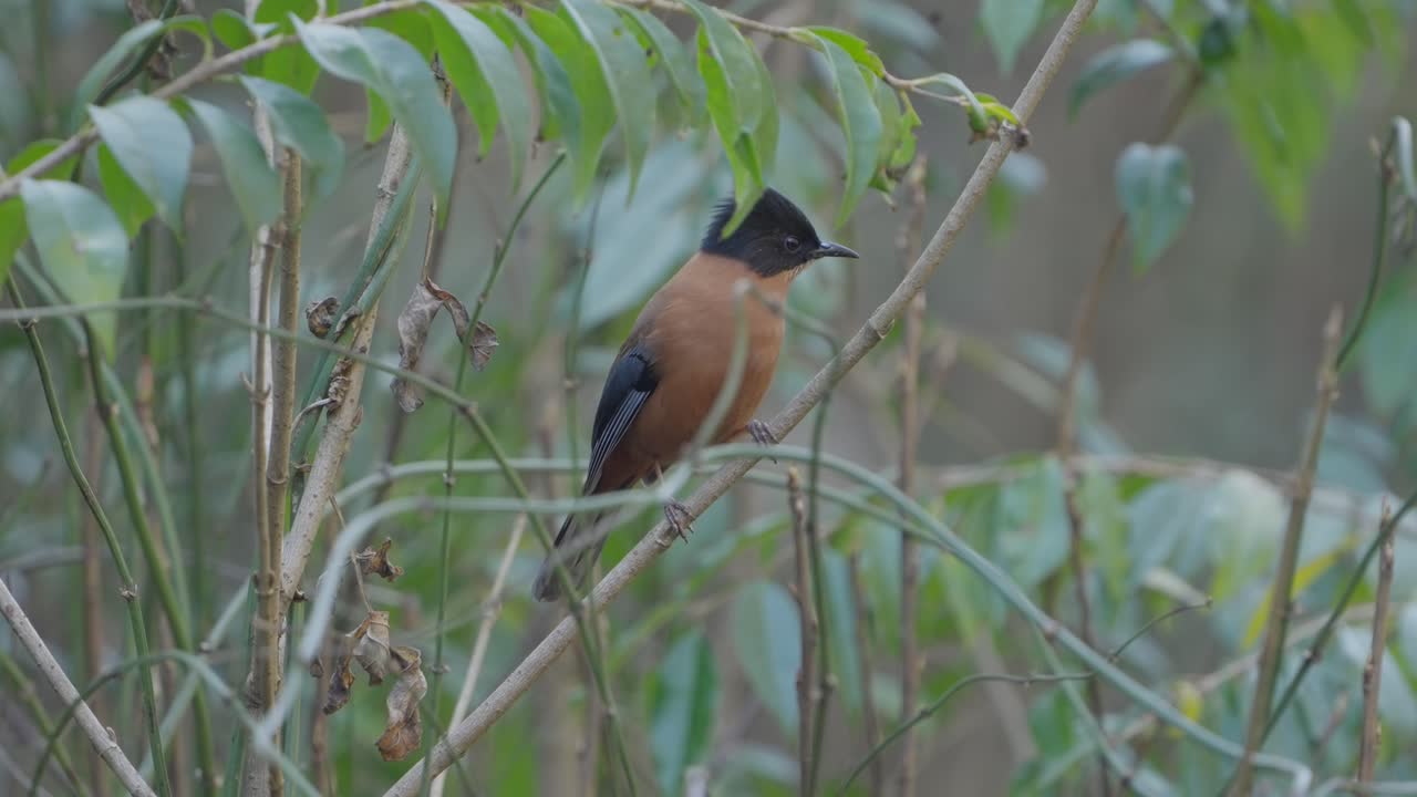 fulchoki godawori en katmandú es el hogar de aves raras de nepal