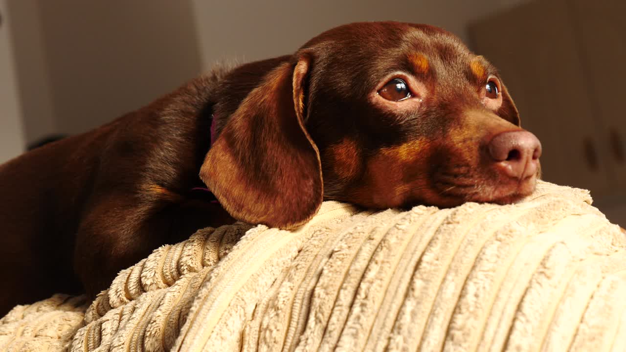 Little dachshund relaxing on sofa