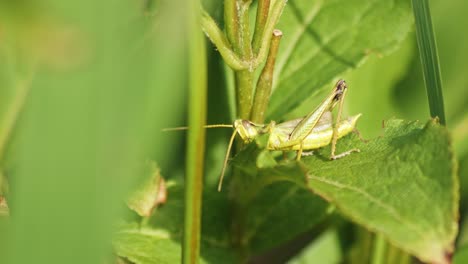 Saltamontes-Verde-Retorciéndose-Sobre-La-Hoja-Verde-De-Una-Planta