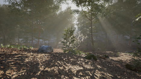 Serene forest landscape illuminated by morning sunlight in a tranquil setting
