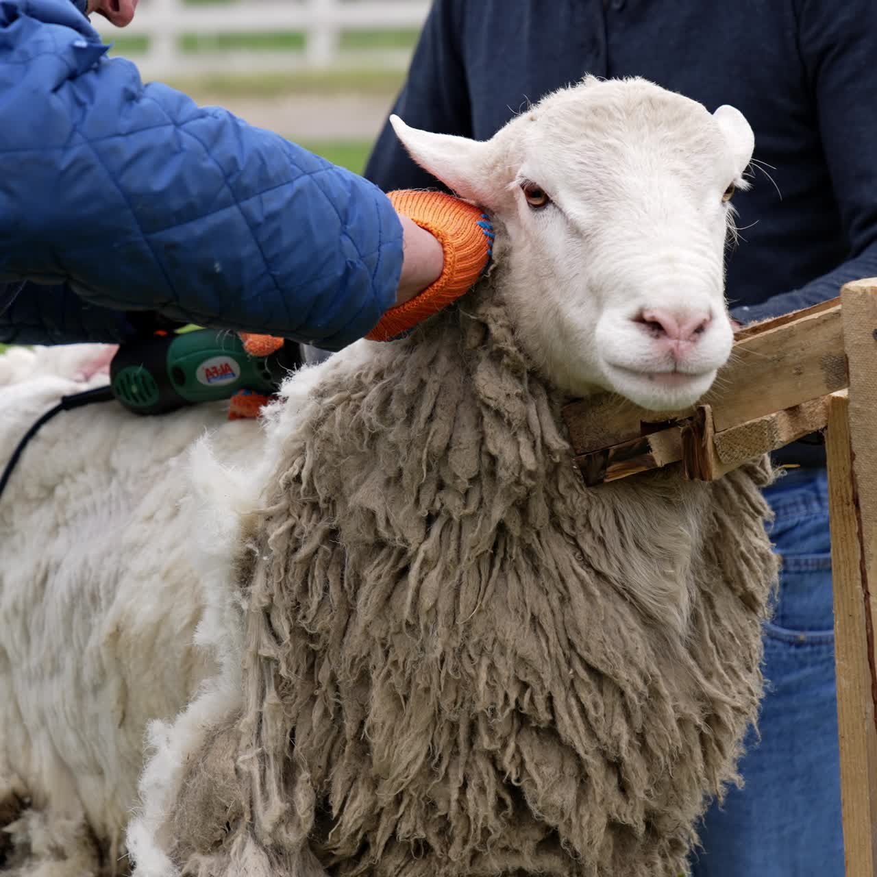 Agricultural farmer working with the sheep. White curly wool shearing