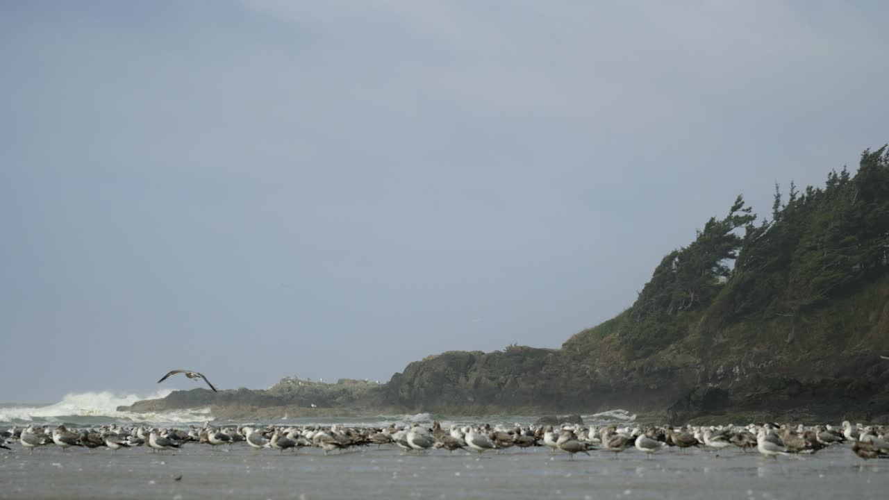 해변 에 있는 폭풍 을 겪으면서 해변 에 서 있는 많은 해파리 들 의 집단