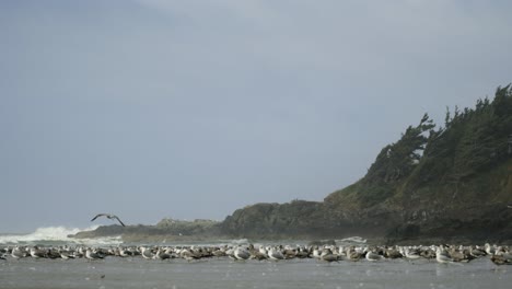 grupo de muchas gaviotas de pie en la playa durante una tormenta en la orilla del mar