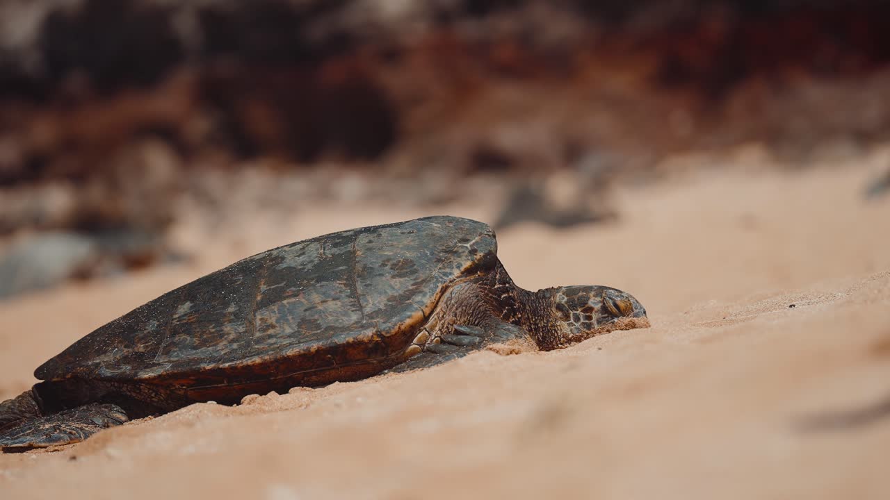 Sea turtle in hawaii laying on beach (4k30p)