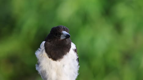 detailed observation of a magpie's behavior and movements