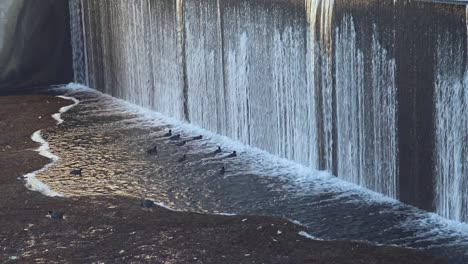 video of ducks taking a bath under a small dam near the los gatos county park