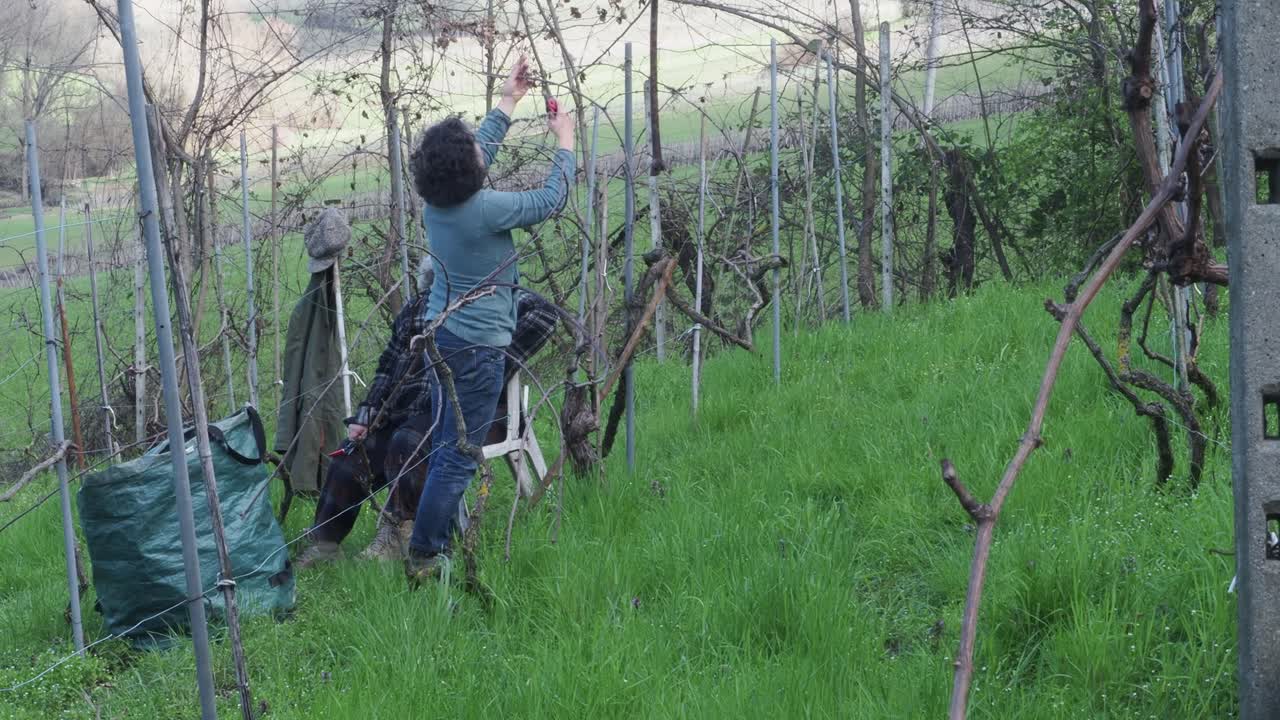 Strong independent caucasian woman farmer prunes vines during late winter dormancy among bare rows in Martani hills, preserving tradition and quality grape production under soft seasonal light
