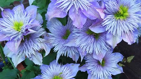 Close-up-of-flowers-of-the-Clematis,-a-climbing-garden-plant-found-mainly-in-cultivated-gardens,-These-were-in-an-English-country-garden