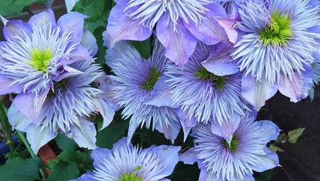 cerca de las flores de la clematis, una planta de jardín trepadora que se encuentra principalmente en jardines cultivados, estos estaban en un jardín de campo inglés