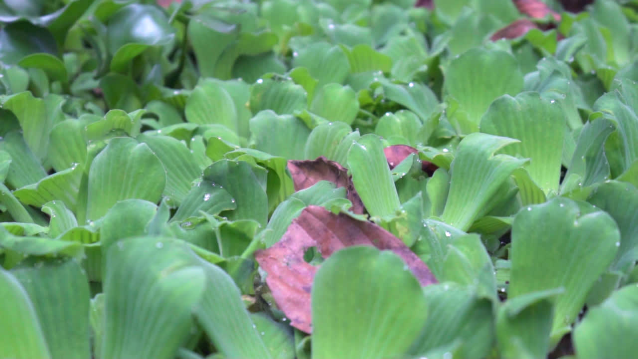 Close-Up Of Lush Green Leaves Of Tropical Plant In Garden Pond, Panning View