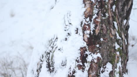 tilt up of snow covered tree bark