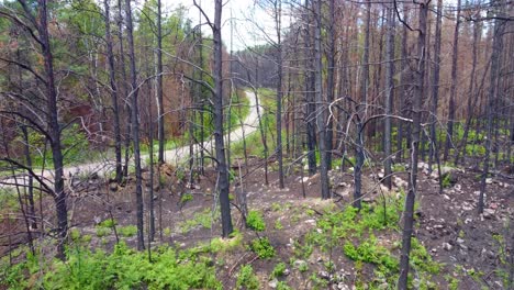 Dense-woodland-and-winding-gravel-road-on-moody-rainy-day,-aerial-view-avoiding-trees,-extreme-flying