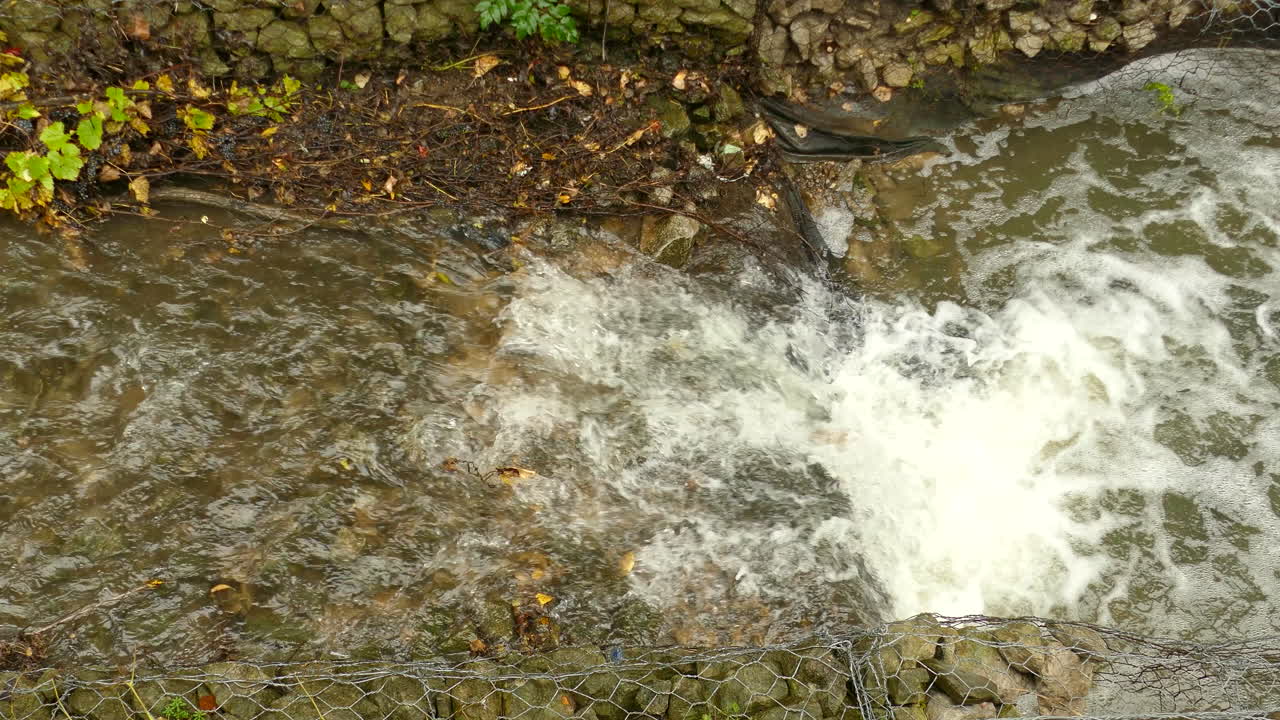 물고기가 흐름을 거슬러 헤엄치는 깨끗한 강물