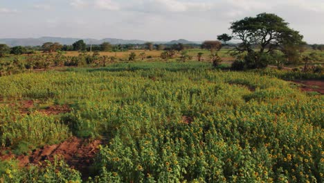 Sunflower-farm-during-sunset-with-lush-green-leaves-on-a-farm-in-Africa