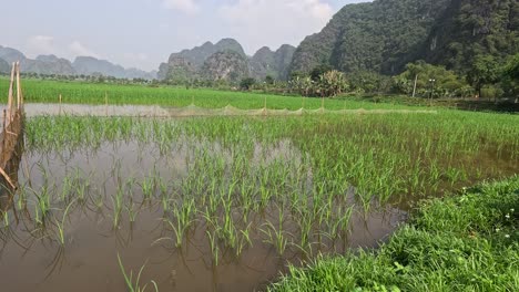 time-lapse of a rice paddy field with changing sunlight.