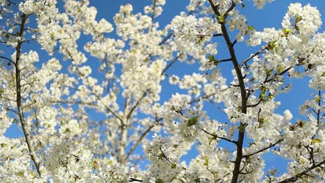 Cerezos-Con-Flores-Blancas-Y-Abejas-Volando-Y-Polinizándolos-En-Un-Día-Soleado-De-Verano-Con-Cielo-Azul