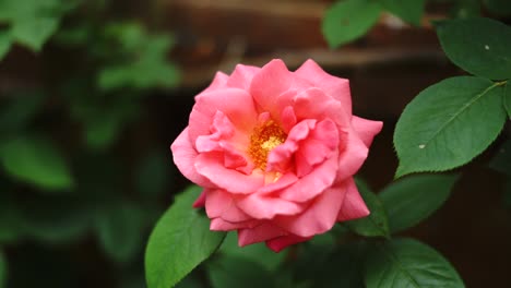 blooming salmon pink rose, close up selective focus, nature beauty static shot