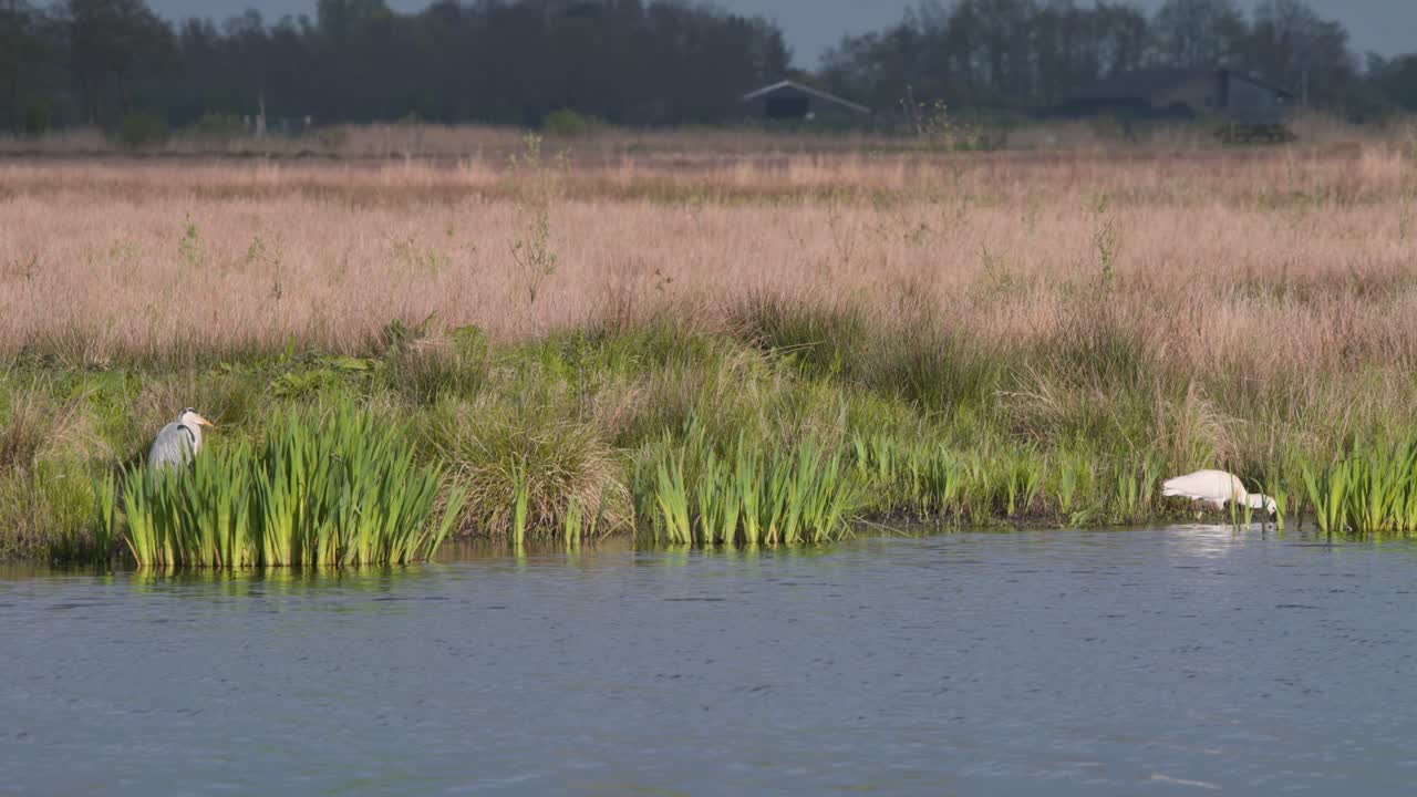 Wading Eurasian spoonbill grazing in river reeds, heron standing near