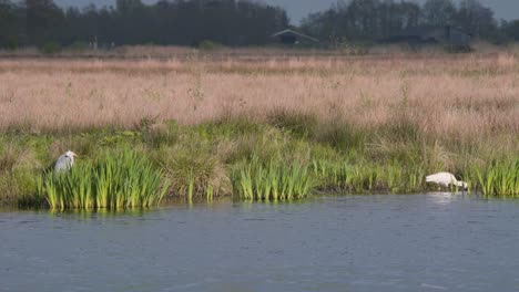 wading eurasian spoonbill grazing in river reeds, heron standing near