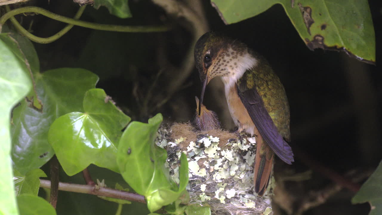 Colibrì scintillante che nutre i pulcini sul nido.