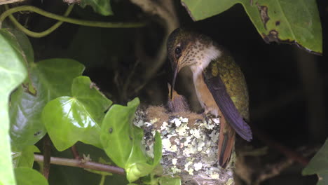 scintillant hummingbird  feeding chicks on nest