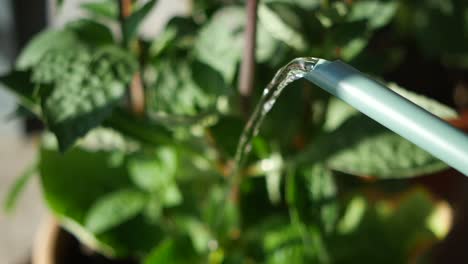 regar una planta