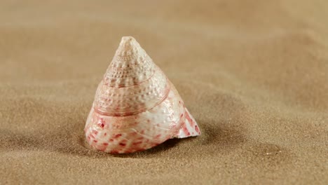 Concha de mar en la playa