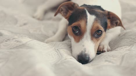 la raza de perro pequeño el jack russell terrier se acuesta en la cama