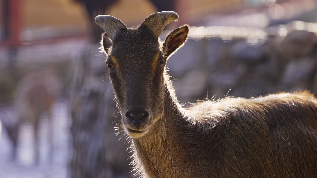 Mountain Goat Portrait