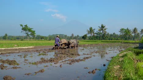 farmer plowing rice field traditional agriculture on java, indonesia