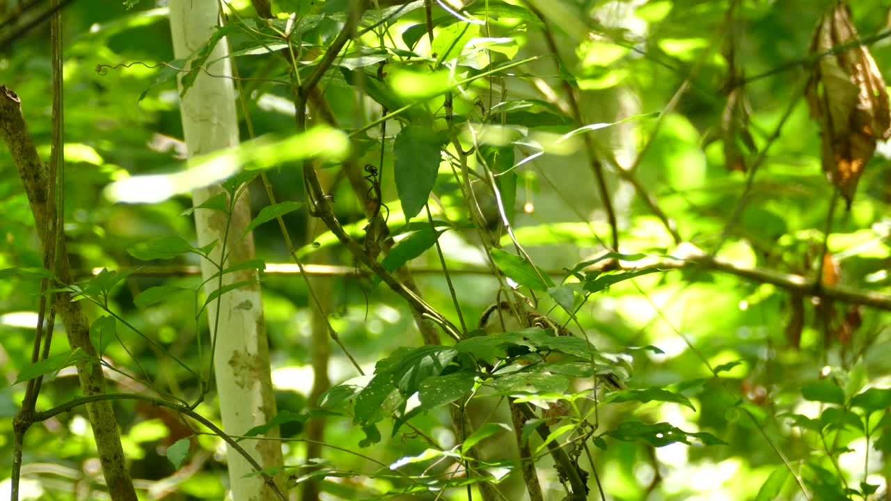 Bird jumps around in tree in a beautiful Costa Rican forest. Sunny summer day with beautiful colors.