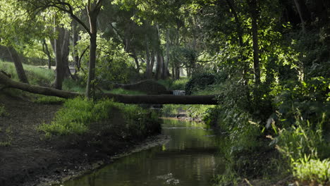 forest creek with fallen tree bridge