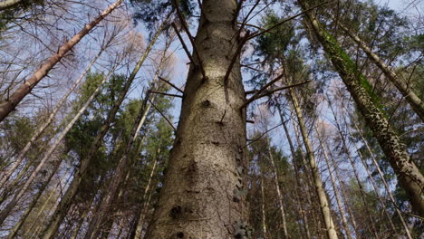 Mirando-Hacia-Arriba-Desde-El-Tronco-De-Un-árbol-Al-Cielo