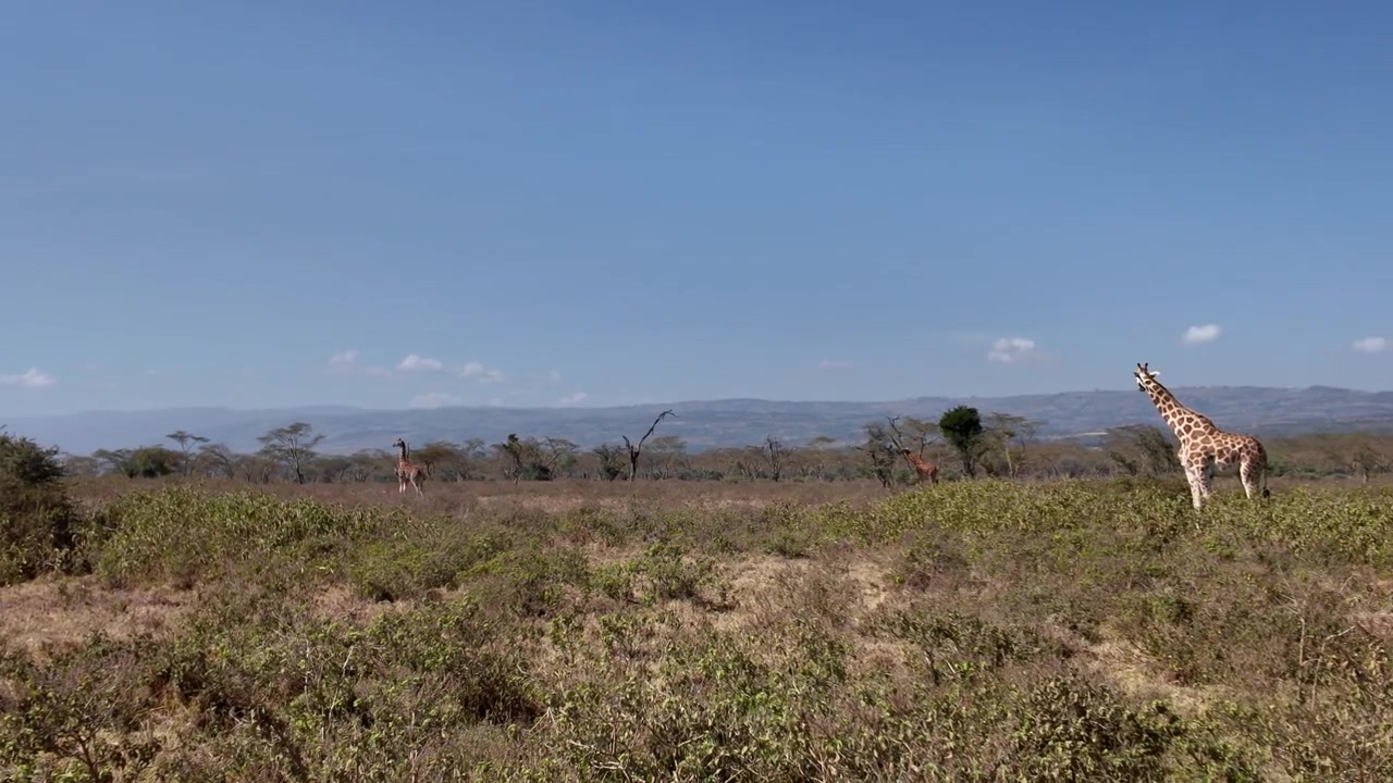 Molte giraffe di Rothschild che mangiano nel Parco Nazionale del Lago Nakuru, in una giornata calda in Kenya
