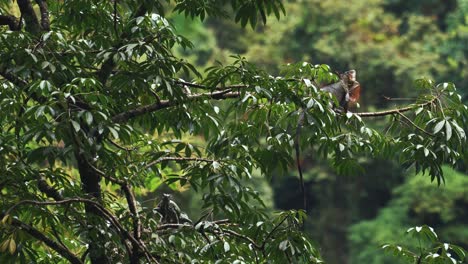 Two-wild-endangered-Iguanas---giant-lizards-are-sitting-on-a-tree,-one-is-shaking-its-head-at-Arenal-Volcano-National-Park-in-Costa-Rica