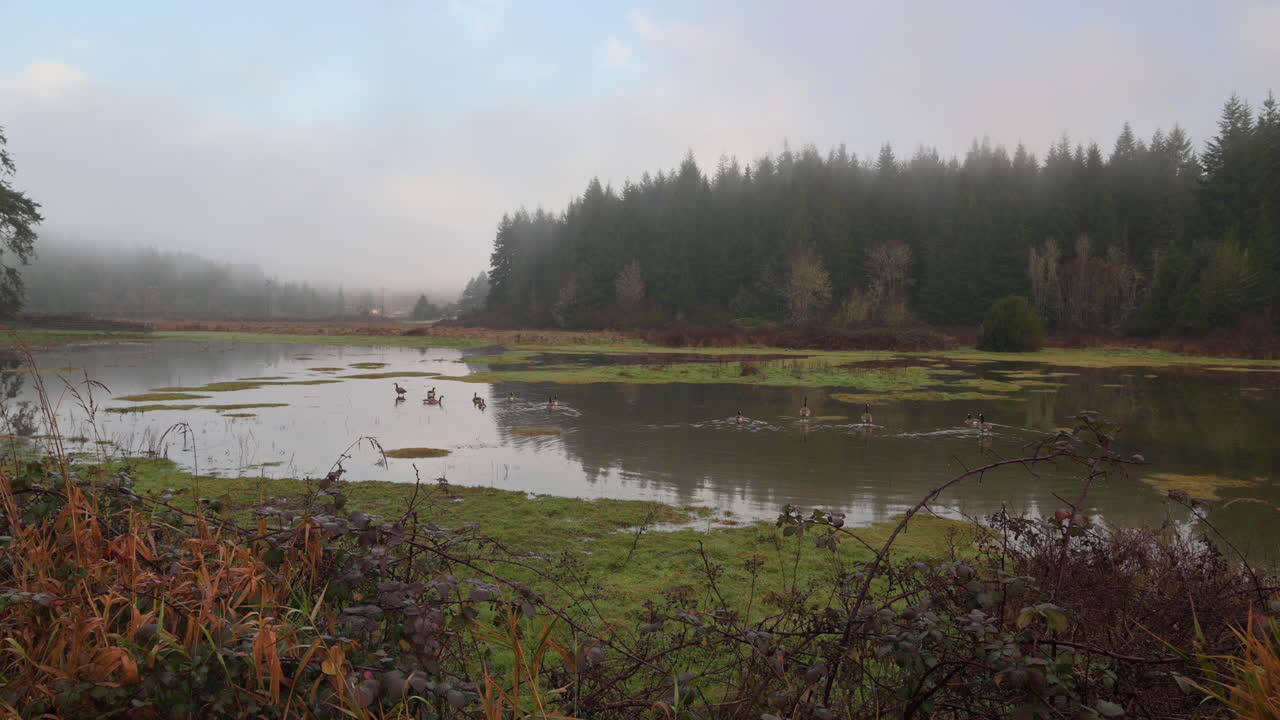 Flok gæs svømmer på en sø mellem enge ved Coos Bay, Oregon, en tåget morgen