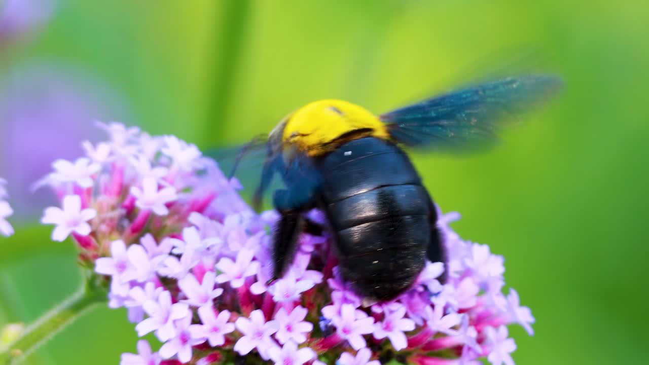 A bumblebee collects nectar from vivid purple flowers, showcasing its delicate wings and vibrant colors.