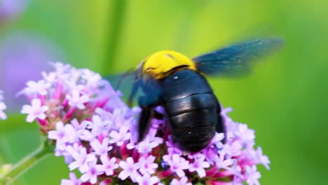 a bumblebee collects nectar from vivid purple flowers, showcasing its delicate wings and vibrant colors.